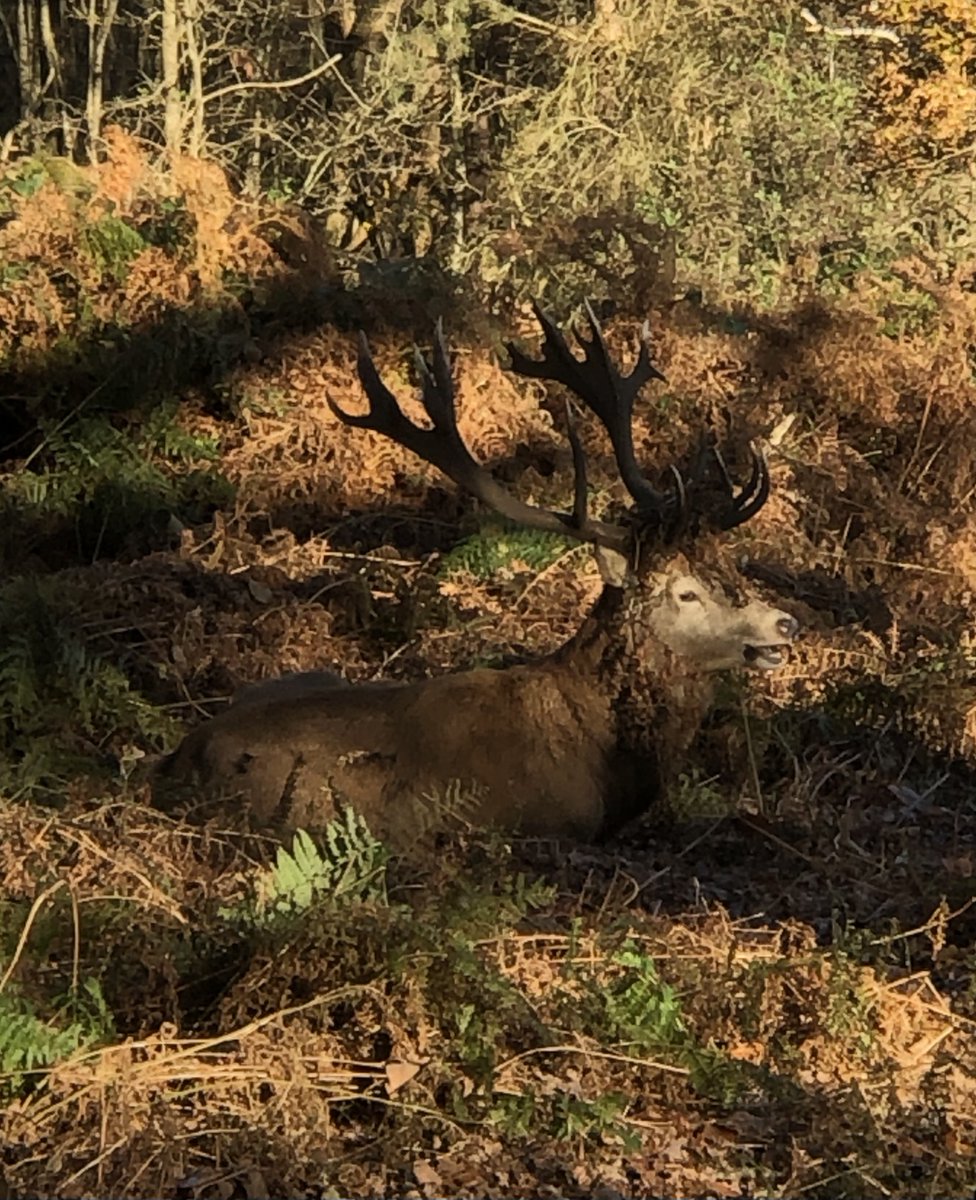 MisterByers's tweet photo. Got to admire this guy’s style this morning #richmondpark #hairpiece https://t.co/t2d54SwYOe