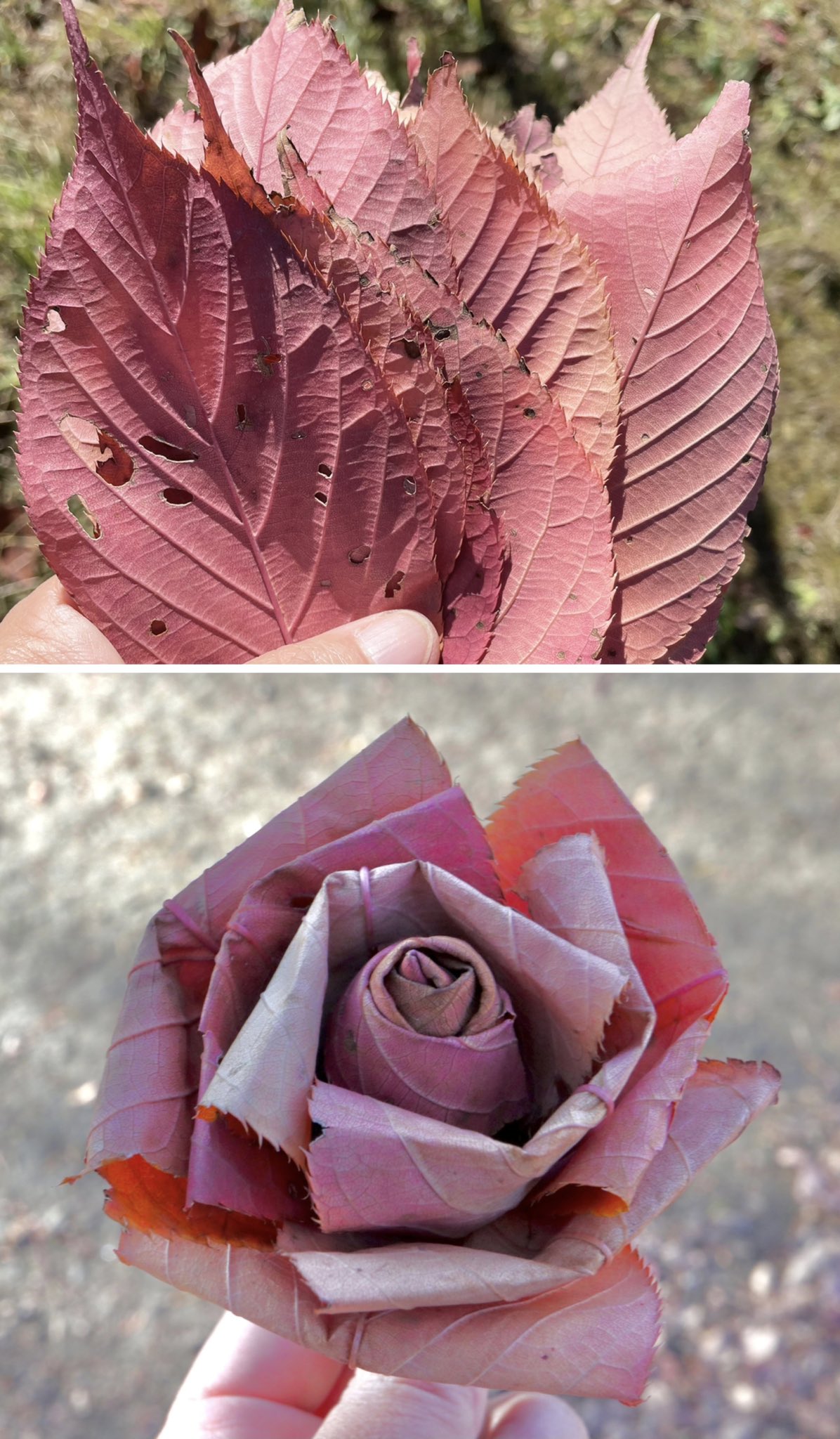 Inori サクラの落ち葉のバラです バラが続いてしまいました 先日見つけたピンクの落ち葉でバラを作りたかったのです ピンク色はオレンジ色の葉の裏の色なので 葉の裏を表にしました 赤いバラも作りましたが 葉の表と裏で雰囲気が変わります