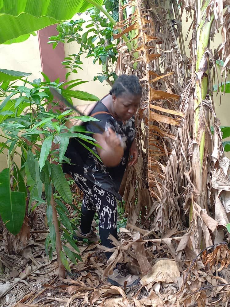 d3liq's tweet image. #cocoafarmer