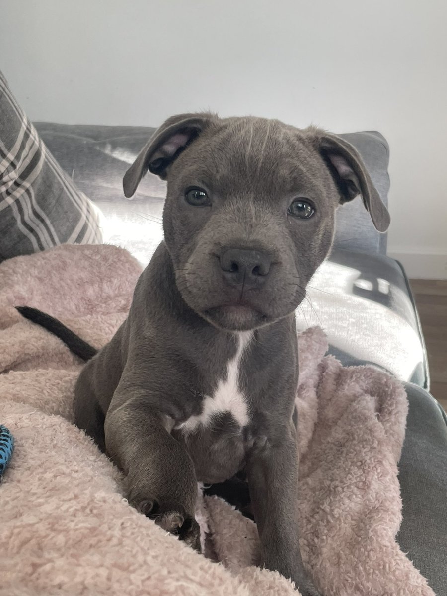 autumnbick's tweet photo. Me &amp; you, just us two 💙🐾 https://t.co/32HUI1Auem
