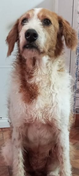 luis_sievenca's tweet photo. karla en adopción se entrega en cualquier parte de bogota es de raza solo buscamos un hogar fijo o temporal esta en la calle en este momento vivio por dos años en un cuarto de energia #NosFalta Spotify #FelizJueves #YoCompraria #Orion #BogotaEstaMejorando #bogota info 323 3652640 https://t.co/1s9qD18bqP