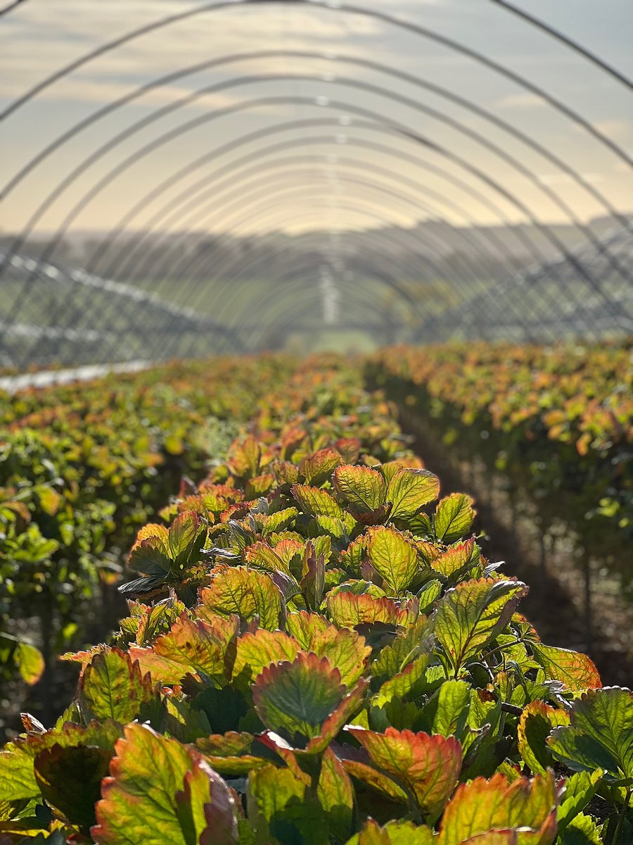 Working hard in winter sun! ❄️☀️
Although we’re closed for the winter, preparations for next seasons crop are well underway! 🍓

#cairniefruitfarm