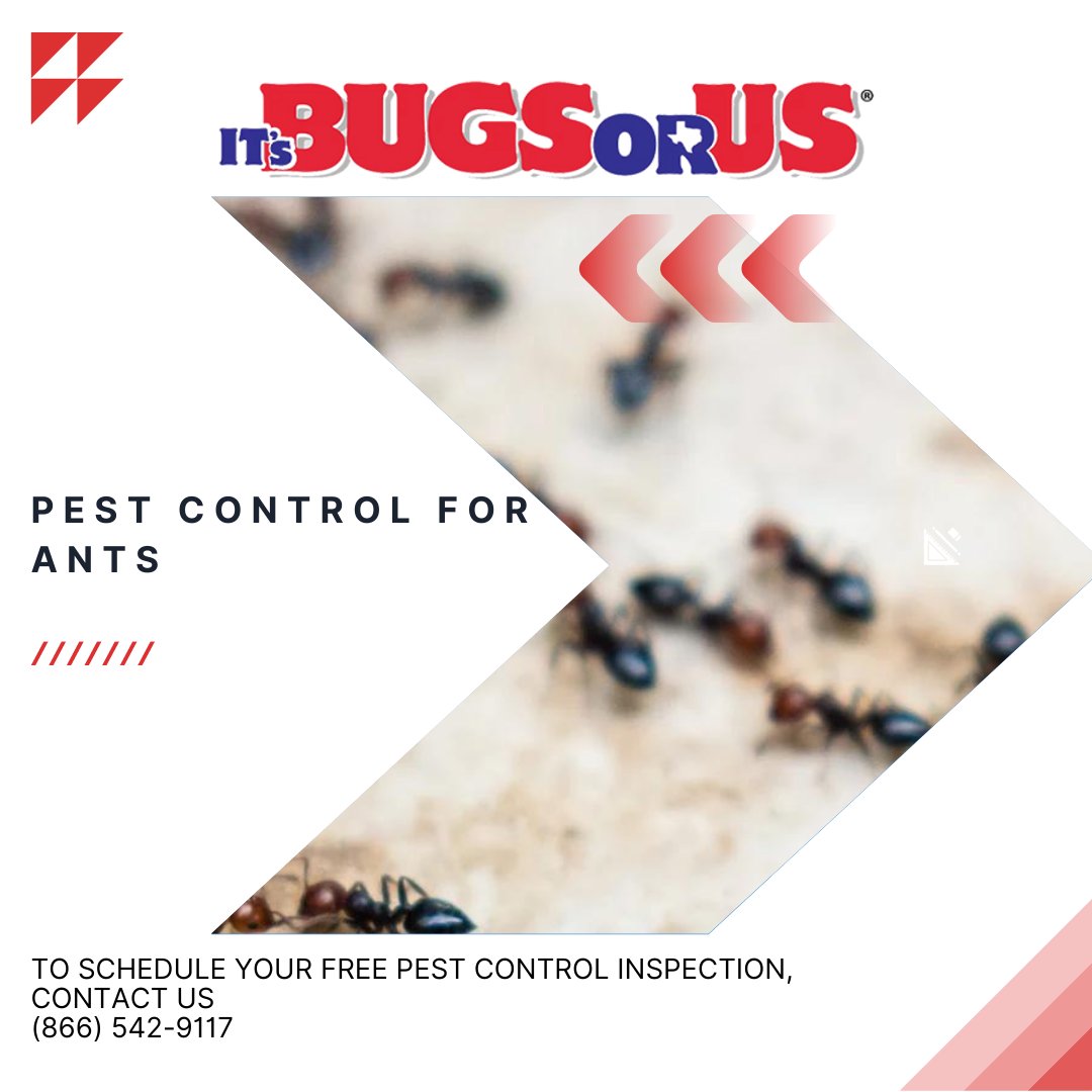 IT's Bugs Or Us (@TexasBugsOrUs) / Posts / X