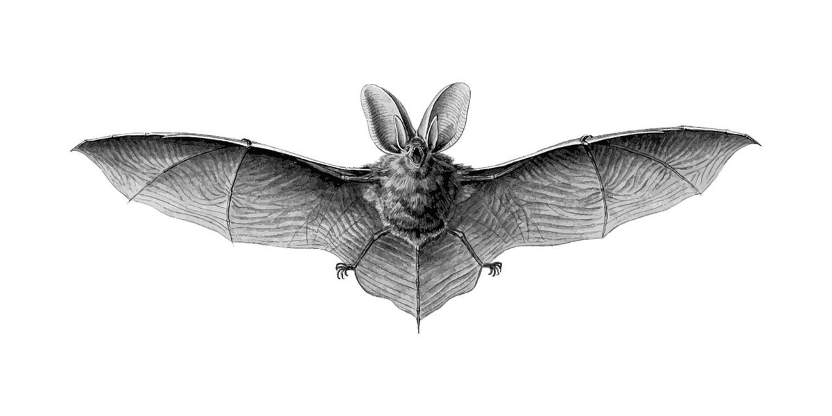 MPI for Molecular Genetics (@mpi_molgen) on Twitter photo 🦇 Join the lab of <a href="/StefanMundlos/">Stefan Mundlos</a> / <a href="/MundlosLab/">MundlosLab</a> / <a href="/der_bri/">Daniel Ibrahim</a> to find out how bats learned to fly! To uncover the complex changes in its genome, apply as a #PhD student & join our #IMPRS-BAC research school!
👉 molgen.mpg.de/3931585/Mundlo… 🦇 Join the lab of <a href="/StefanMundlos/">Stefan Mundlos</a> / <a href="/MundlosLab/">MundlosLab</a> / <a href="/der_bri/">Daniel Ibrahim</a> to find out how bats learned to fly! To uncover the complex changes in its genome, apply as a #PhD student & join our #IMPRS-BAC research school!
👉 molgen.mpg.de/3931585/Mundlo…