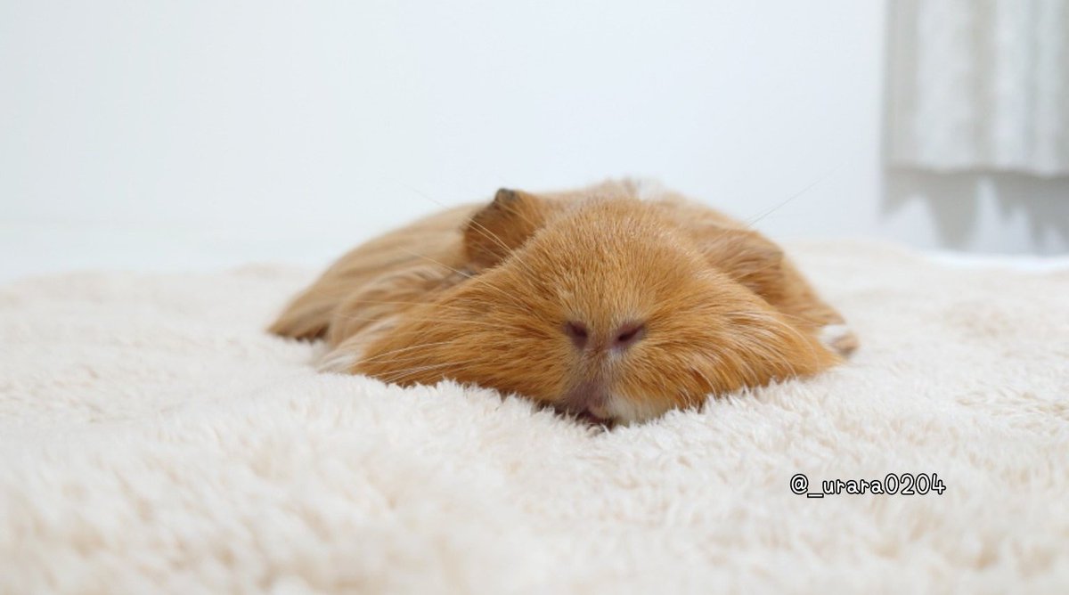 fluffy_kirei01's tweet photo. 吾輩はモルモット 名前はもうある
#モルモットの麗
#guineapig
麗🌸うらら でつよ〜🧀🥞😘🌸 https://t.co/ADvkRSCtBX
