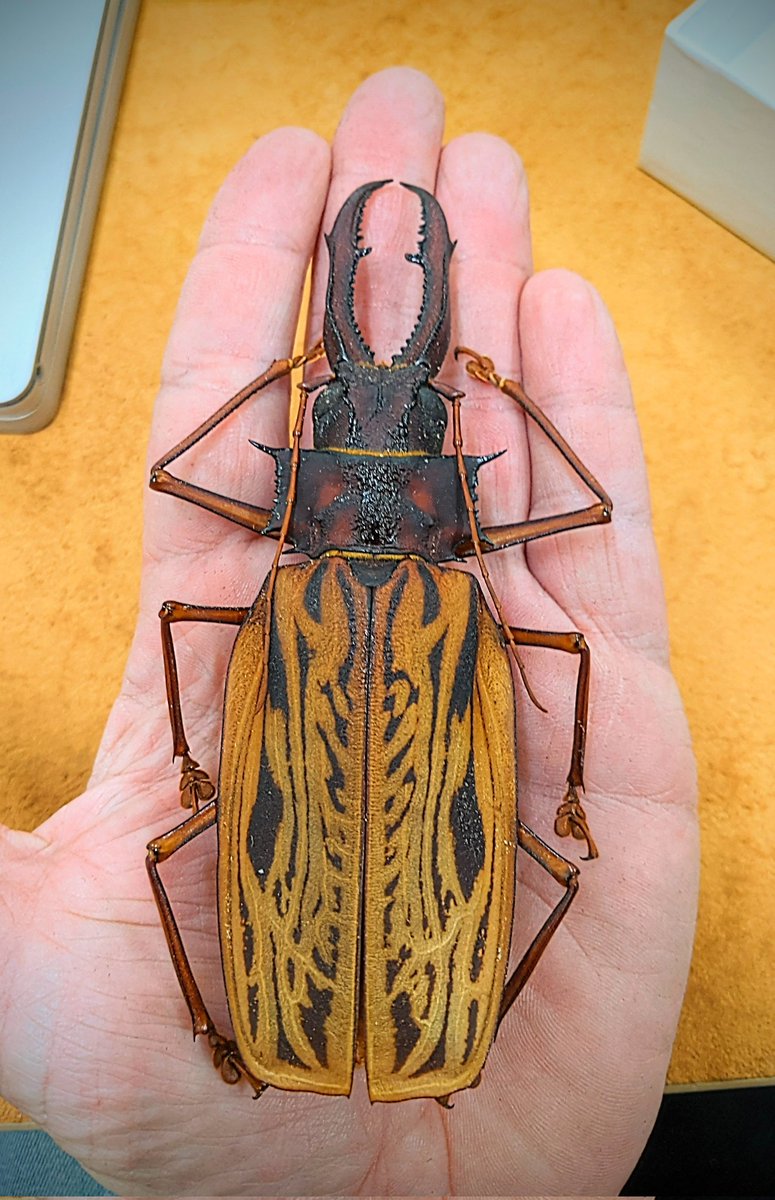 dr_firefly's tweet photo. Macrodontia cervicornis #Coleoptera #Cerambycidae. Another giant of the #beetle world. This mandibles are impressive.
#AmazingBeetles #FSCA #WappesCollection https://t.co/gy6sB6wtUu