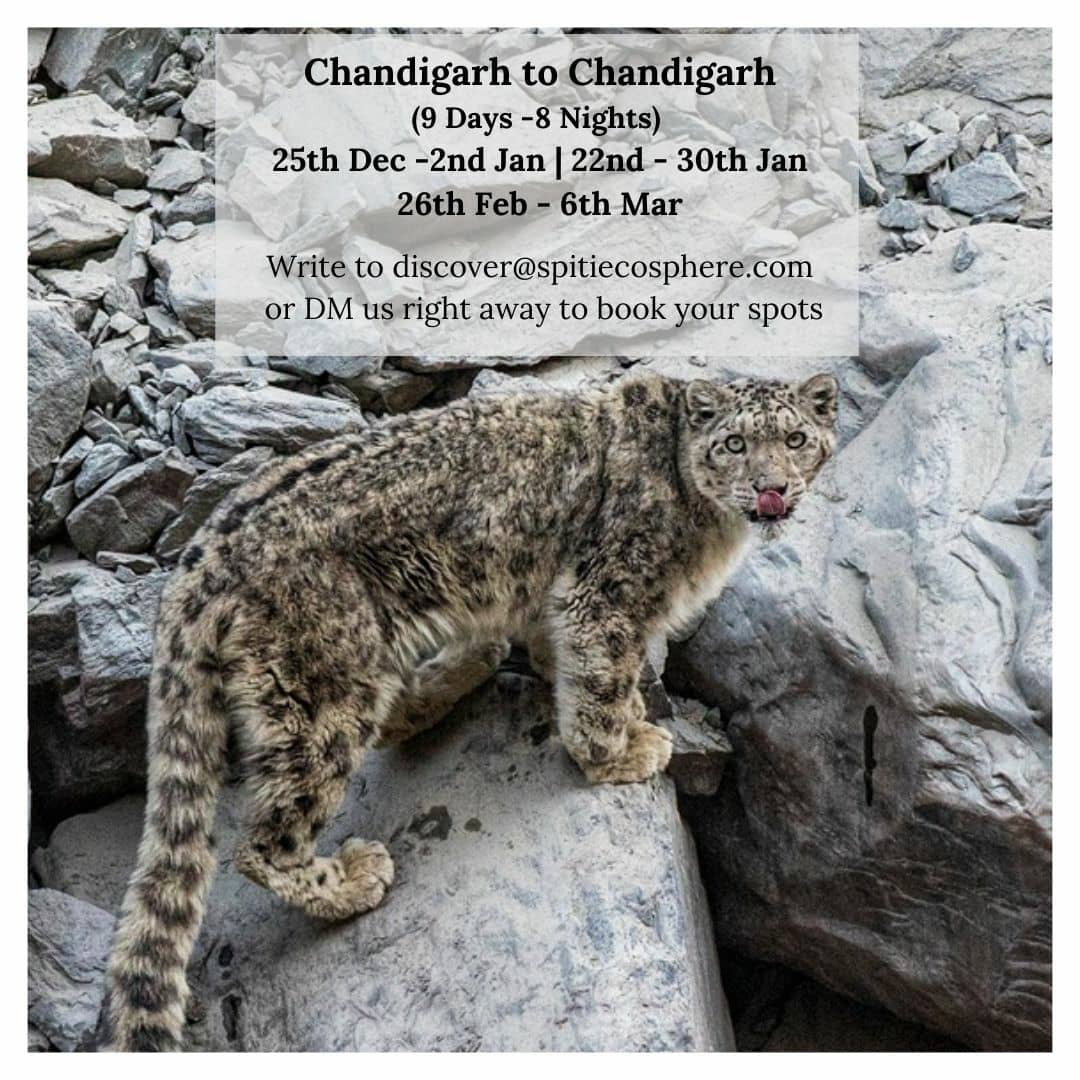 'Solitary' is second nature to the shy cats of the mountains. 

Extremely elusive, Snow Leopards are quite active at dawn and dusk, a pattern of theirs that can be learnt if you are a native of Spiti. Join us on our upcoming adventure ride