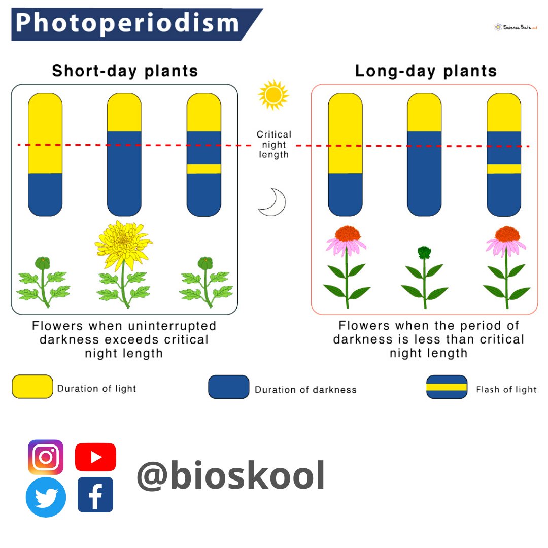 Фотопериодизм