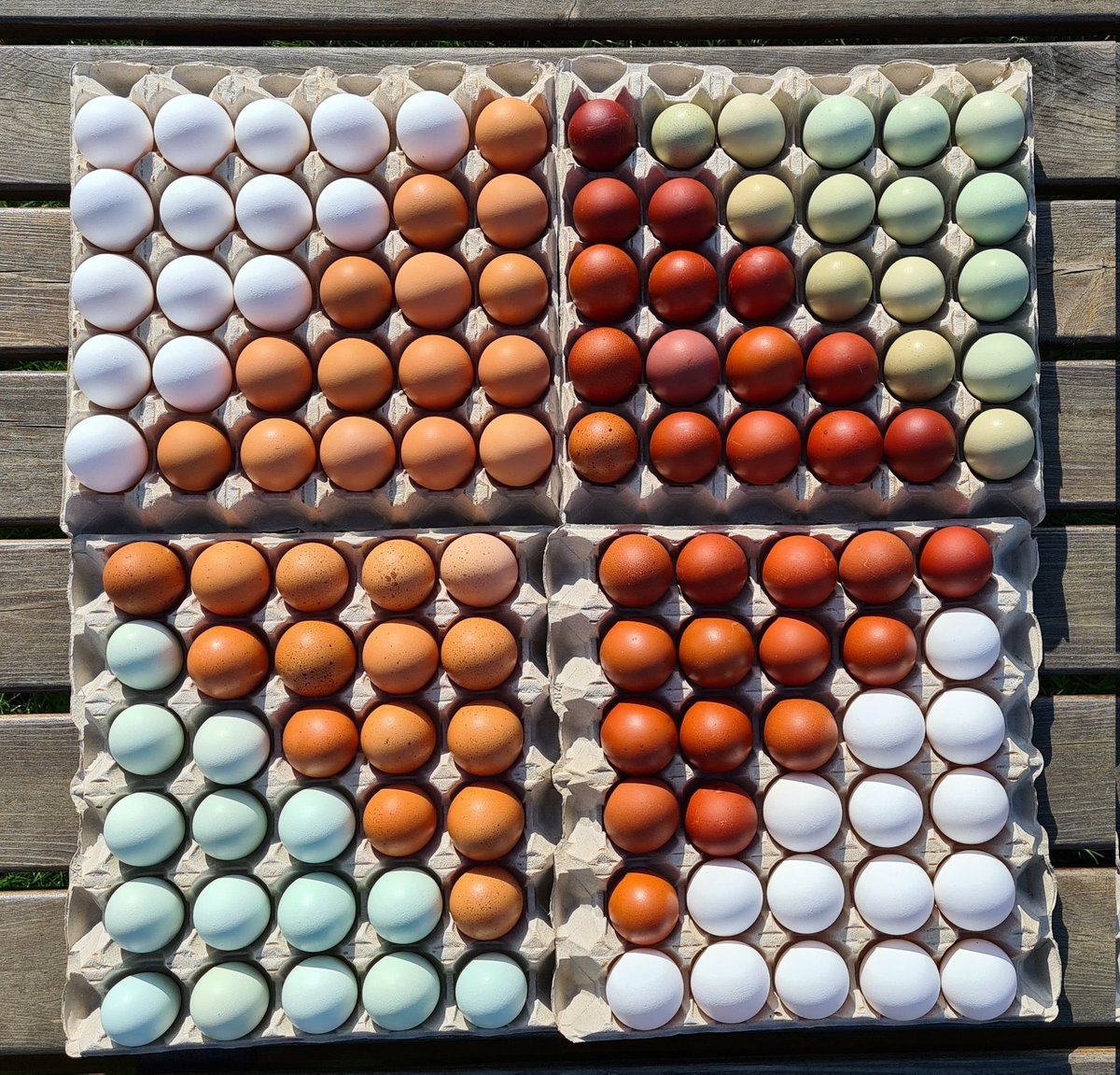 NewMacsFarm's tweet image. Thanks for the tag Natasha 🥰 Here are some 📸 of our #QuattroColouredEggs taken earlier in the year. We've been producing these gawgeous colours since 2010!! #ColouredEggs #RareBreeds #NewMacdonaldsFarm #Bath #Bristol #London #PastureFreeRange #Organic