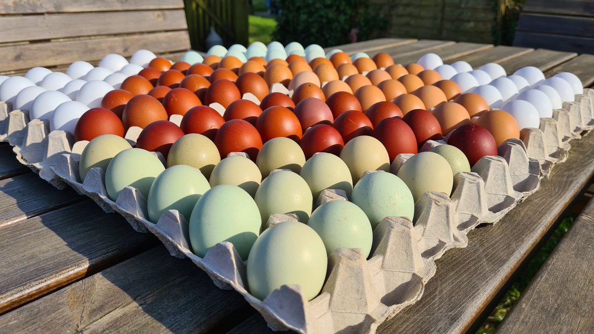 NewMacsFarm's tweet image. Thanks for the tag Natasha 🥰 Here are some 📸 of our #QuattroColouredEggs taken earlier in the year. We've been producing these gawgeous colours since 2010!! #ColouredEggs #RareBreeds #NewMacdonaldsFarm #Bath #Bristol #London #PastureFreeRange #Organic