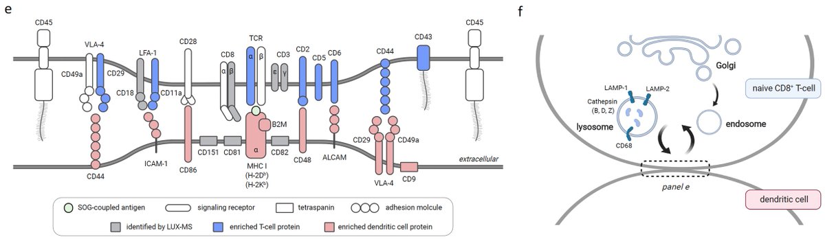 Maik__M's tweet photo. Lastly, using a two-cell system with SOG-coupled antigens and SILAC-DIA proteomics we were able to molecularly dissect functional immunosynapses between interacting immune cells revealing intercellular receptor interaction networks implicated in cell-to-cell communication. 5/6 https://t.co/p0fWb2HXyf