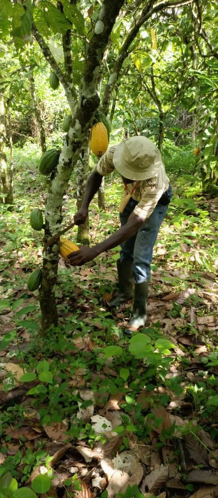 analimbeychris's tweet image. #CocoaFarmer diaries
#FarmersDay
Happy Farmers Day