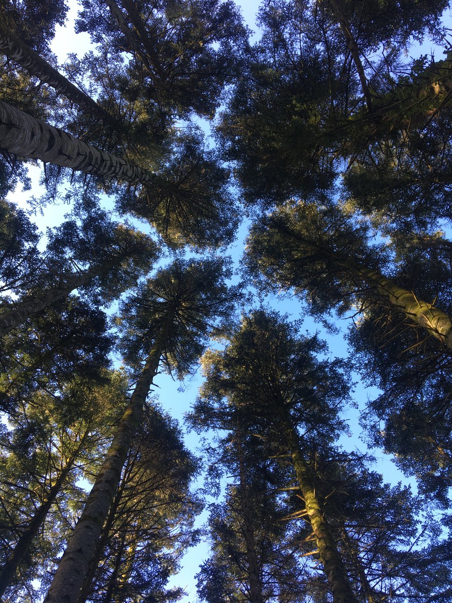 TUS_Seven's tweet photo. I like to imagine that trees are still and mighty giants (kinda like tom)

What do y'all like best about nature?🍃

#Thursday #TUS7_Comp #mmhtrees https://t.co/S4p5qJRpOF