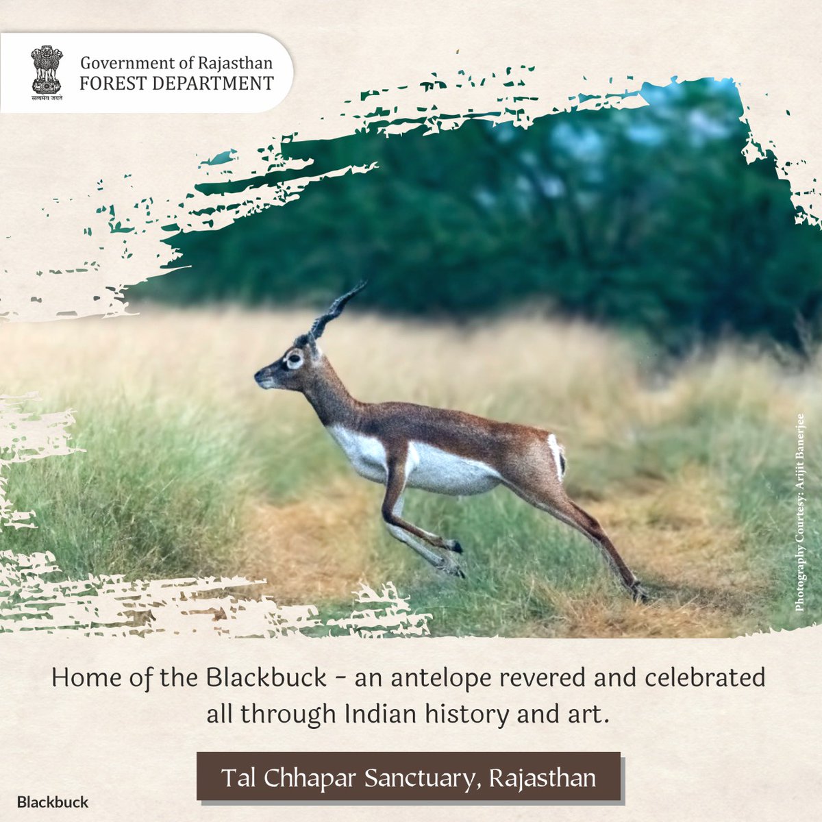 ForestRajasthan's tweet photo. Know more about #Talchappar - The Golden Grasslands
#Rajasthan #RajasthanGovernment
#Environment #nature #biodiversity #Forest #GOR #Churu #Rajasthan #Birds #Birdsanctuary #Migratorybirds #Blackbug #visit #Goldenland #Ecosystem
@WCCBHQ @wiiofficial1 https://t.co/K1PJETCiMC