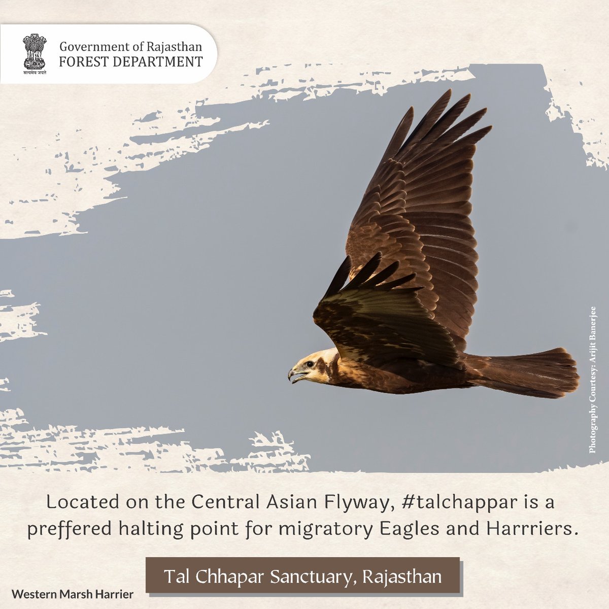 ForestRajasthan's tweet photo. Know more about #Talchappar - The Golden Grasslands
#Rajasthan #RajasthanGovernment
#Environment #nature #biodiversity #Forest #GOR #Churu #Rajasthan #Birds #Birdsanctuary #Migratorybirds #Blackbug #visit #Goldenland #Ecosystem
@WCCBHQ @wiiofficial1 https://t.co/K1PJETCiMC