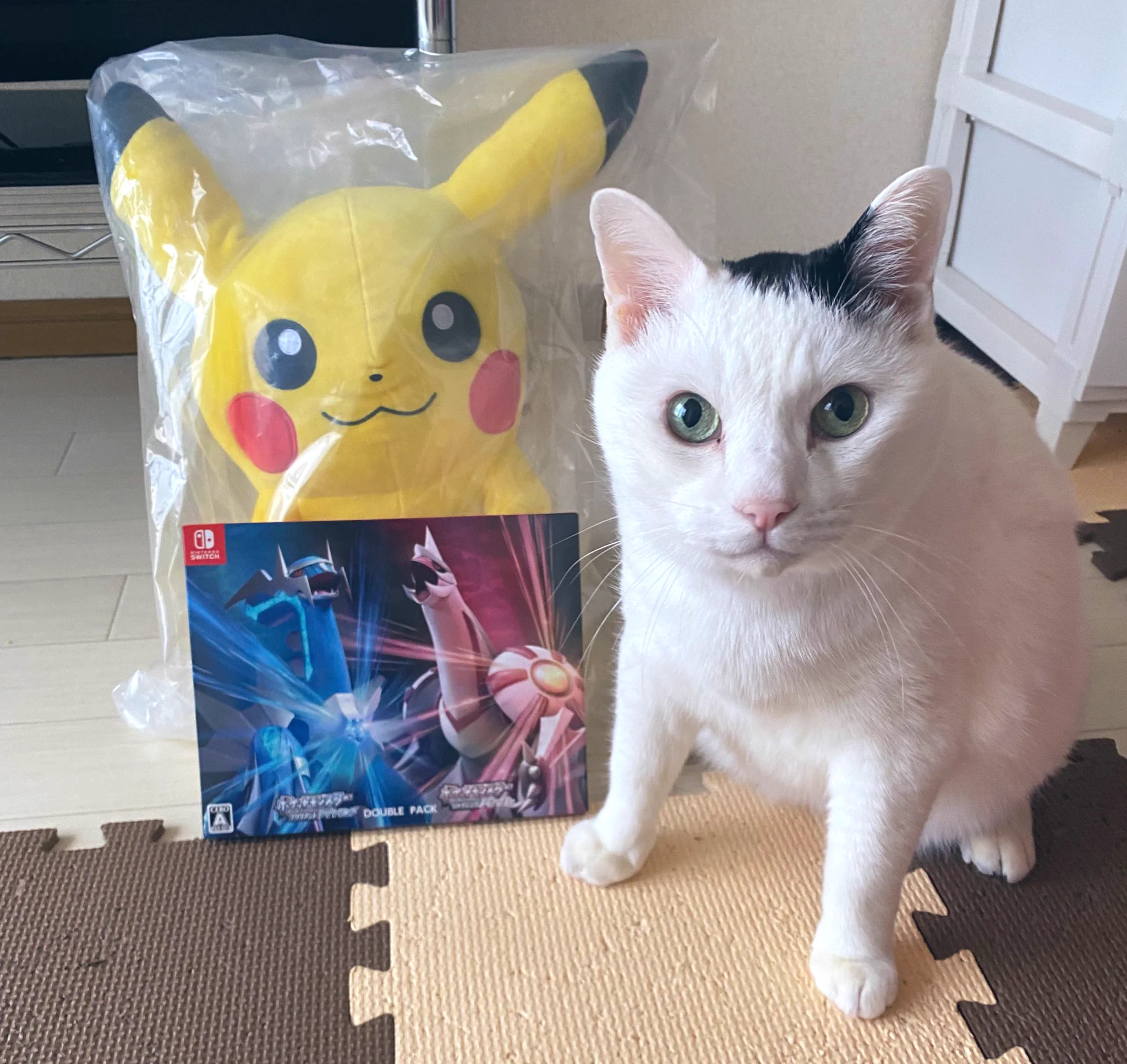 @usagitoseino らいちも「良いこちゃん撮るよ〜」でこの表情です😆✨ 