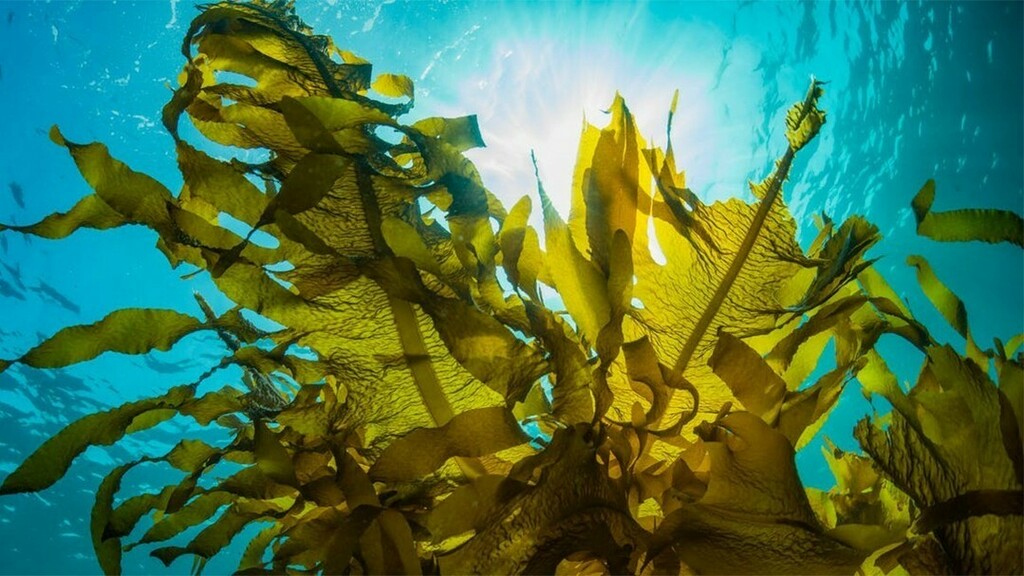Algae_Chat's tweet photo. Seaweed Farming in Goa And It's Potential Benefits To The Environment https://t.co/9Ko7VmEQO5⠀
⠀
#algae #alga #microalgae #macroalgae #seaweed #kelp #algaepreneur #algaechat #algaeinnovation #algaescience #algaetech #aquaculture #algaculture https://t.co/mxpnqf5C2A https://t.co/KdZHsTXOjd