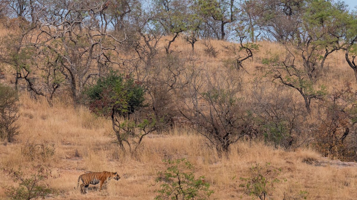 ConserveWildCat's tweet photo. We owe it to tigers to find room on this planet for them to flourish alongside humanity.
Support WildCats and help us protect their habitats today > https://t.co/Cp8XmafAJJ
#tigerconservation #standwithtigers #tigers #wildlifeconservation https://t.co/24mxSbX9jo