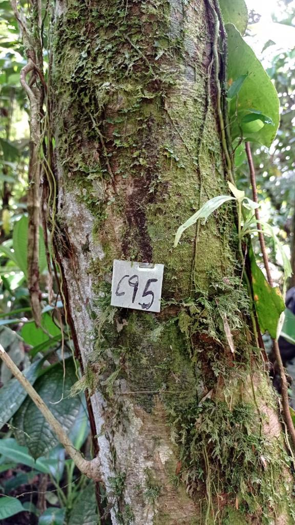346 familias pertenecientes a <a href="/OCocomacia/">ORGANIZACION COCOMACIA</a> protegen 18.000 has🌳 en Vigía del Fuerte, a través del proyecto "Desarrollo de una economía forestal integral del Atrato medio", que impulsamos con el <a href="/fcolombiaenpaz/">Fondo Colombia en Paz</a> en el #PDET Chocó
Más en: cutt.ly/eYyb1cQ  
#LaPazEsConHechos