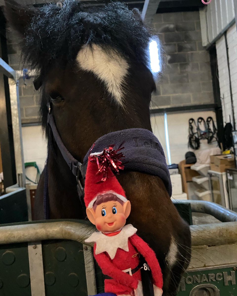 BakewellEquine's tweet photo. BAKEWELF IS BACK!

Naughty elf Bakewelf was hiding from us yesterday so got away with starting his December duties on time!

He didn’t hide well enough though and got straight into this mornings procedures at the clinic, a gastroscopy and a melanoma removal 🧑‍🎄

#bakewelf https://t.co/zdXsrakAnl
