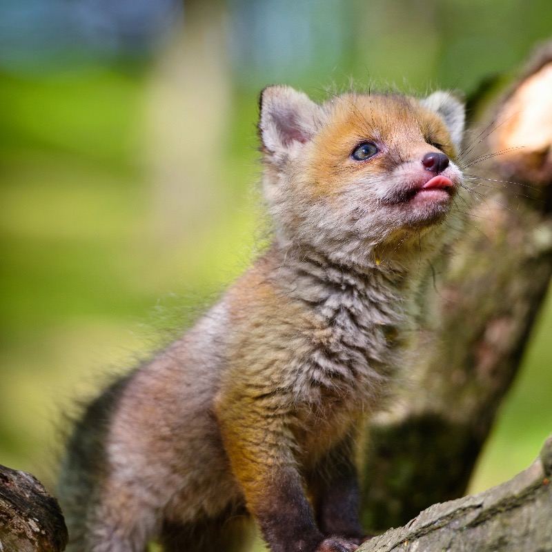 ProtectTheWild_'s tweet photo. Today's #DailyFox

If like us you're disgusted by the cruel pastime of fox hunting then please give us a follow and help us end it for good - 
@Keeptheban_ https://t.co/lXE3ptlBuP