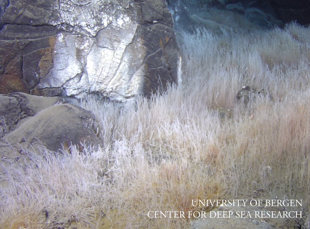 However, these are only a small fraction of the specialized species at hydrothermal vents in Norwegian waters. Now we have to continue the work on describing the rest of the fauna, so we can get a better understanding of these unique communities! 2/3 @artsdatabanken