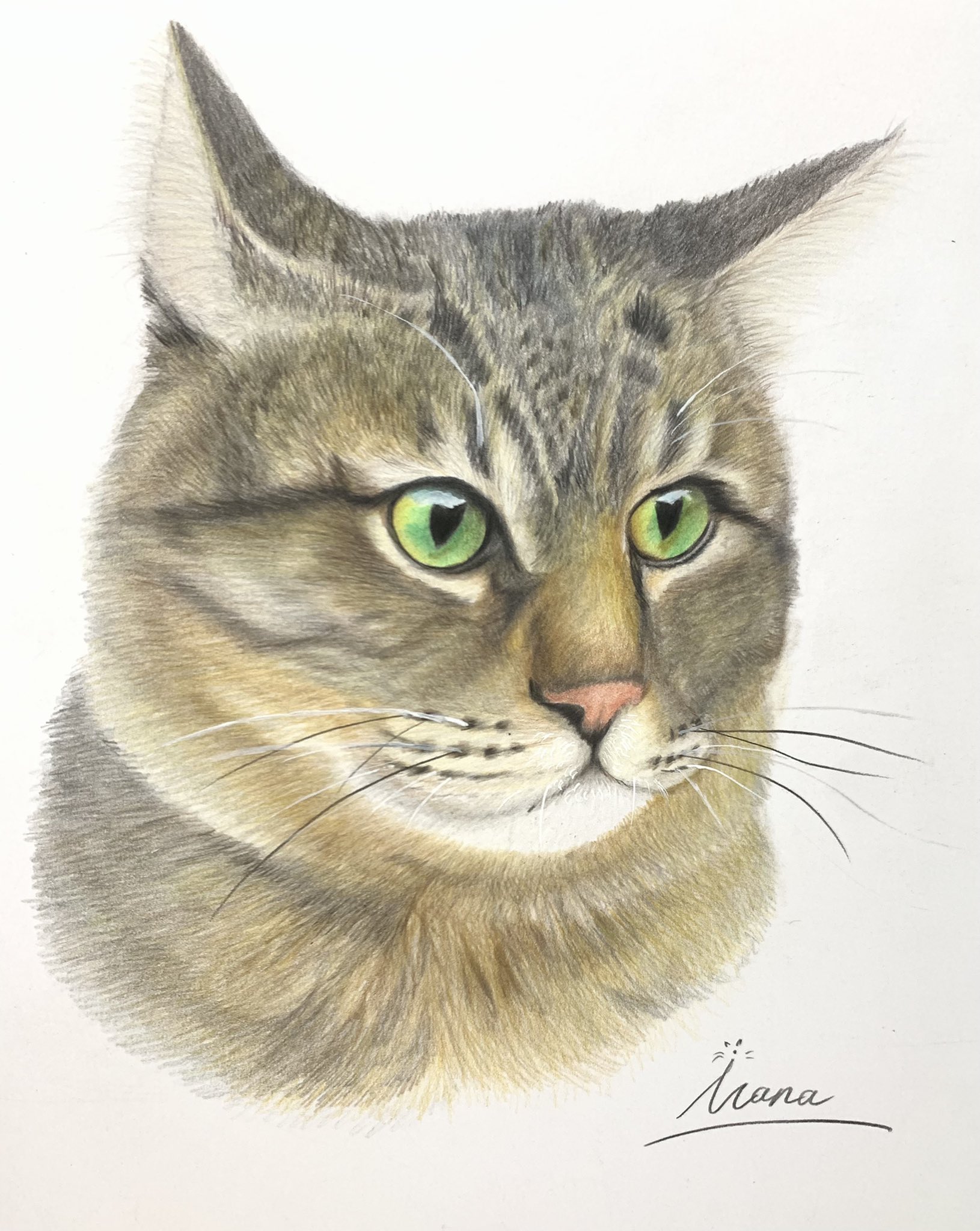 猫のとおり道 100 Nyanko Art Twitter