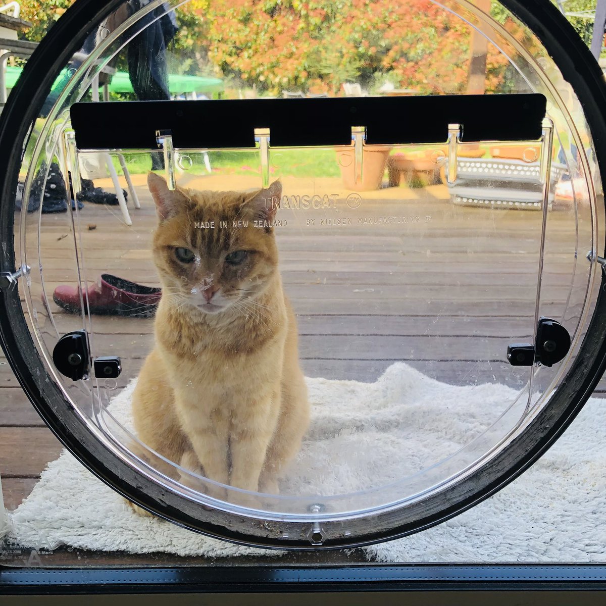 Cat Let Let The Cat In (@LTCIpodcast) / Posts / X