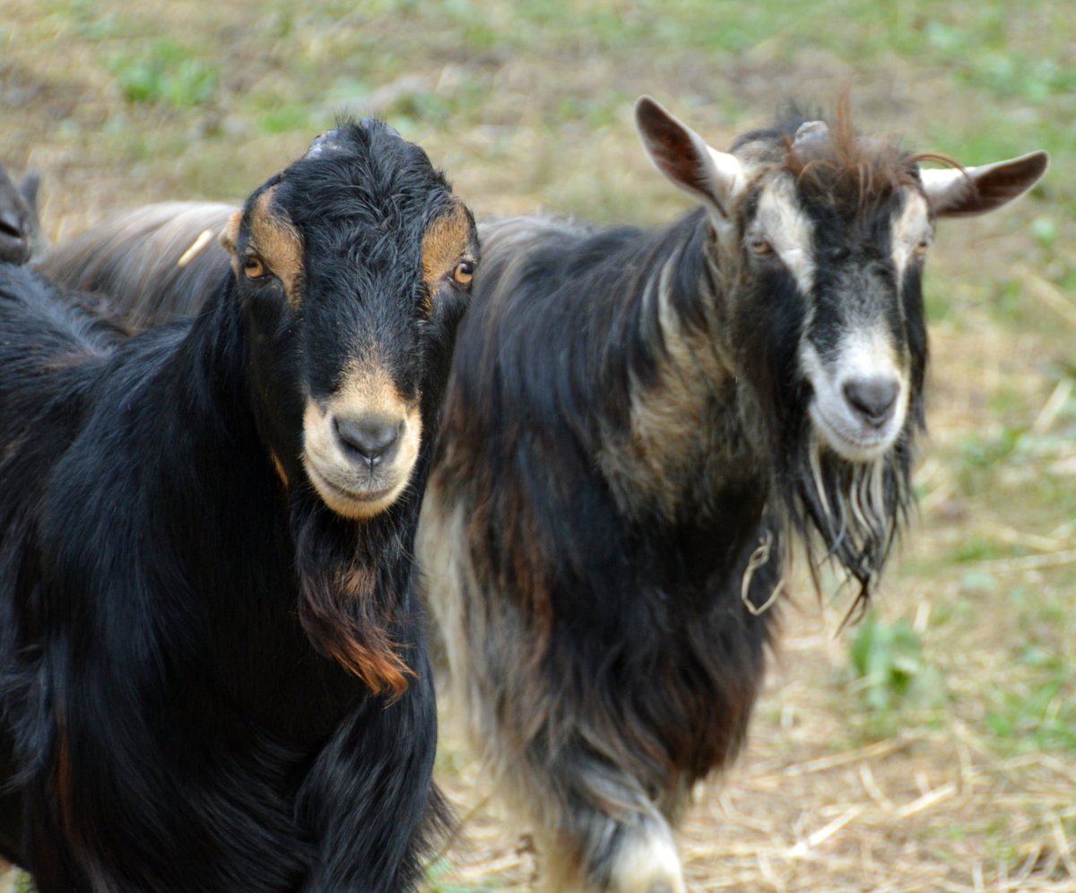 petsalive's tweet photo. Don Quixote and Kid Rock don't mind a little rain! They're tougher than that!
Cloudy with occasional showers for the afternoon. High 51F. Winds SW at 10 to 15 mph. Chance of rain 60%.
#WeatherGoats #Goats #WeatherOrWether? #GoatPun #Adopt #Rescue https://t.co/5s7s6hh4EK