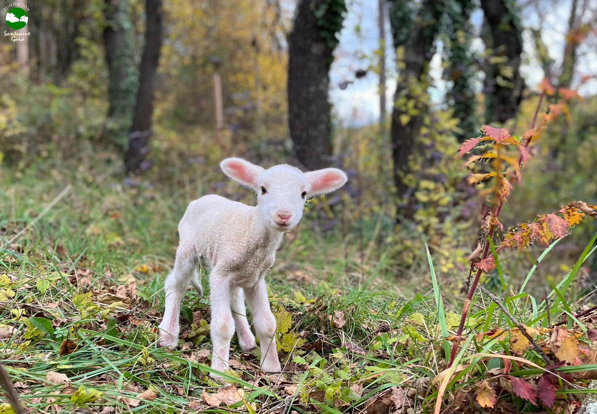 tofupool's tweet photo. 5/5 This is Adriel, a little lamb only two days old. They found him alone in the field, without a trace of the mother or the herd. 

Hopefully, Adriel's story will convince many homes this year to have a cruelty-free Christmas 🙏

Help them save more lives https://t.co/ox4PnBu6Eo https://t.co/DzAWVv2kGM