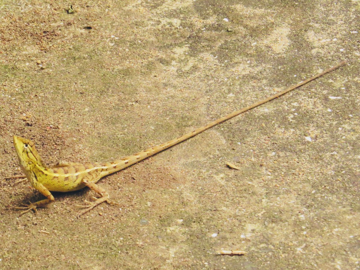 koolshark2's tweet photo. Two beautiful creatures w/ impossibly long tails, seen yesterday at Pasir Ris Park: #roseringedparakeet & #changeablelizard. Love how the π¦ tail becomes aqua blue. π¦ fun fact: display to females & rivals by doing push ups πͺ & head bobs
#birdsinsingapore https://t.co/nYNmK7171d