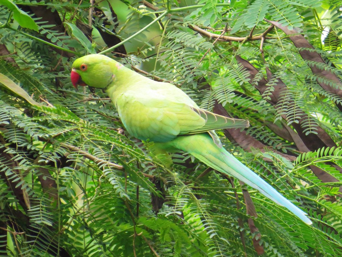 koolshark2's tweet photo. Two beautiful creatures w/ impossibly long tails, seen yesterday at Pasir Ris Park: #roseringedparakeet & #changeablelizard. Love how the π¦ tail becomes aqua blue. π¦ fun fact: display to females & rivals by doing push ups πͺ & head bobs
#birdsinsingapore https://t.co/nYNmK7171d