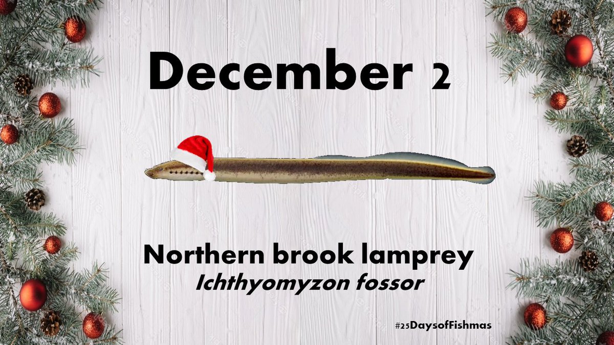 The northern brook lamprey is part of a group of jawless fish with the scientific name “Ichthyomyzon” which comes from the Greek ichthys = "fish" + myzo = "to suckle"

so quite literally: “fish-suckers” #25DaysofFishmas