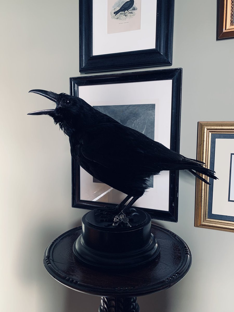 WickedVintageUK's tweet photo. Just arrived to The Wicked Vintage Shop 🖤💀🕯 beautiful vintage #TaxidermyCrowBird 🖤🖤🖤🖤 #GothicCrow #AltarGuardian https://t.co/vBkv8LFcDQ