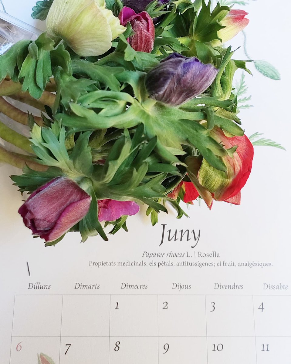 BlancVilassar's tweet photo. Avui la nostra 💕 P R O M O B L A N C és ➪ l' A N È M O N A
Acompanyada amb el bonic Calendari Flora de la @llibreriaindex.
⭐ Productes de qualitat i proximitat.
#PromoBlanc #FlorDeLaSetmana #Floristes #ComerçLocal #QuilòmetreZero #FlorLocal #Anèmona #VilassarDeMar https://t.co/Vp0BtjjVI3