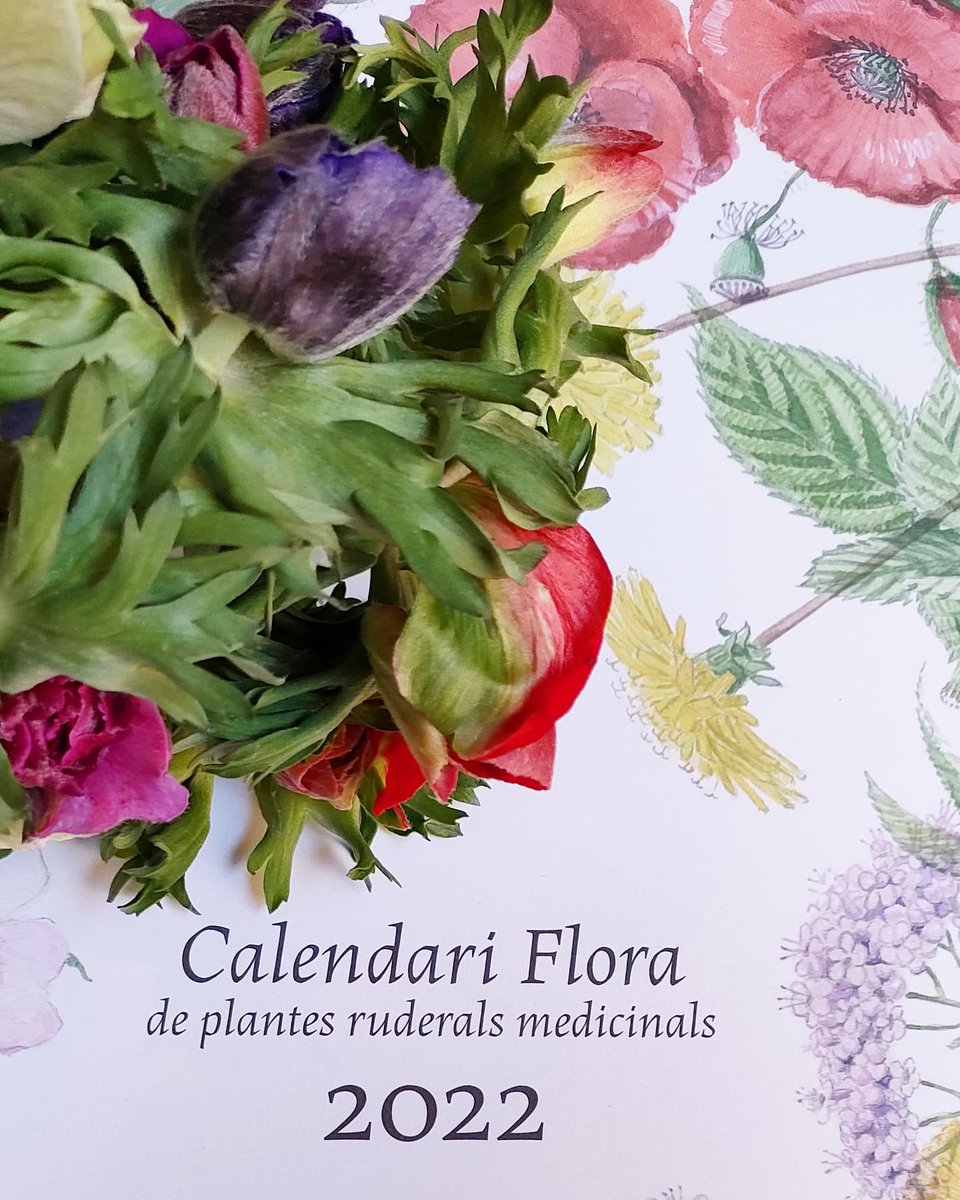 BlancVilassar's tweet photo. Avui la nostra 💕 P R O M O B L A N C és ➪ l' A N È M O N A
Acompanyada amb el bonic Calendari Flora de la @llibreriaindex.
⭐ Productes de qualitat i proximitat.
#PromoBlanc #FlorDeLaSetmana #Floristes #ComerçLocal #QuilòmetreZero #FlorLocal #Anèmona #VilassarDeMar https://t.co/Vp0BtjjVI3