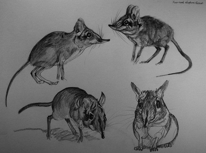 ハネジネズミのtwitterイラスト検索結果