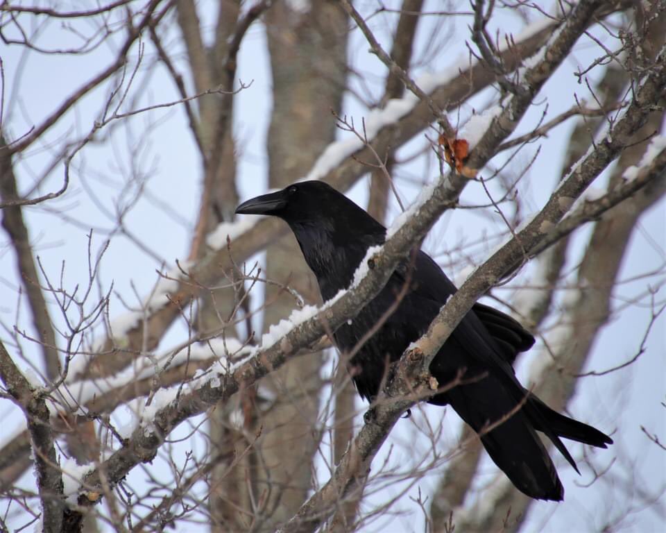 LandBetween's tweet photo. The Raven had his focus on a Bald Eagle so I was able to approach fairly close.
#thelandbetween is the southernmost part of the Raven’s range in Ontario?
And Ravens barrel-roll in flight to show their territory to others… pretty cool display I’d say! #birdconservation https://t.co/YipdqdfiYo