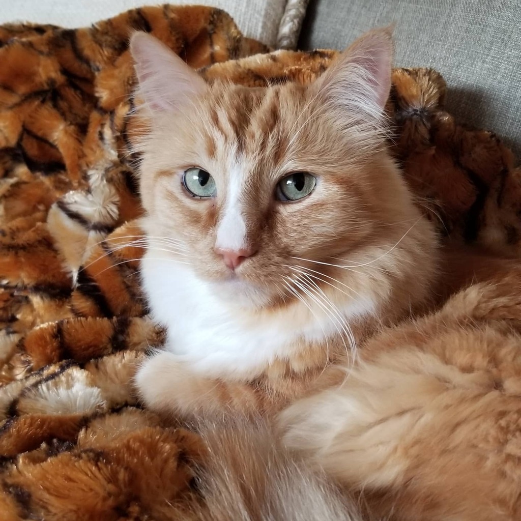 ThomasWaffles's tweet photo. Waiting for Christmas.

#fluffcat #wafflecat #lazycat #orangecat #catsofinstagram https://t.co/wrZCBmE8w0 https://t.co/S8b4McPHoO