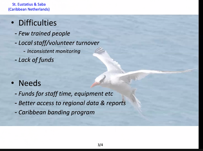 BirdsCaribbean's tweet image. As with many islands, there is a shortage of funding/trained human resources for #shorebird monitoring on #Saba and #Statia #shorebirdfest @YvanSatge