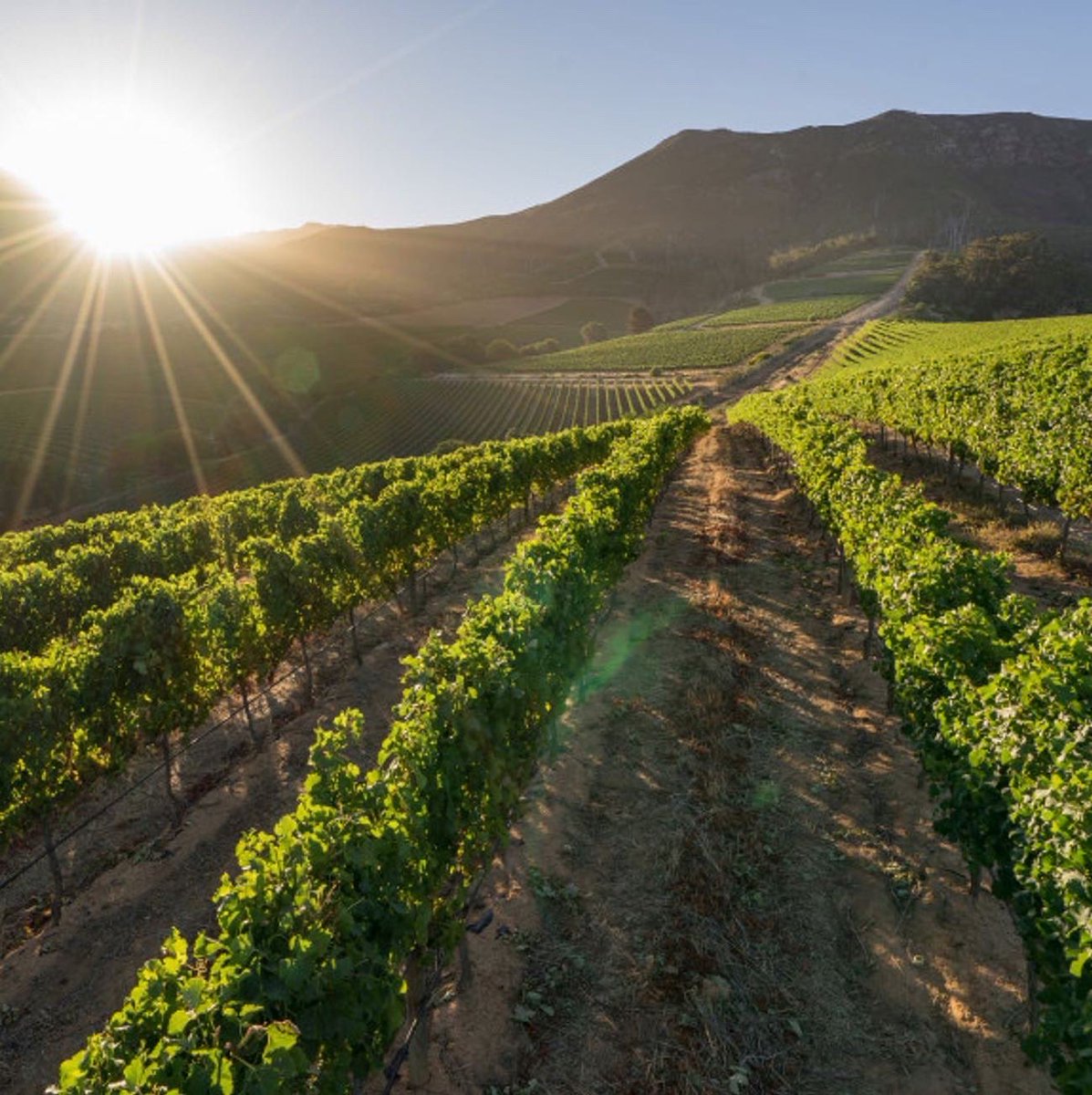 lovecapetown's tweet photo. Join our mobile team at @GrootConstantia and you could win some epic prizes to celebrate a #GrootSummer!

Look out for our Thando team, snap a picture with the photo frame, post it using #GrootSummer and you could stand a chance to win great experiences! https://t.co/KqihgpzvLC