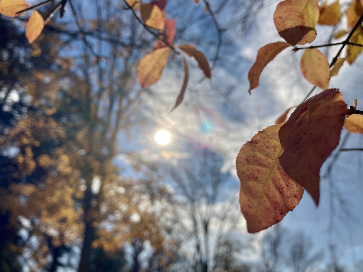 erick_ferris's tweet photo. The 60°s in December?! Miss Praline will take it! #Dogwalking #MDwx #Baltimore #Falltastic #Autumn #FallFoliage 🐾🍃🌥🐶🤗 https://t.co/VlZXKq8IKq