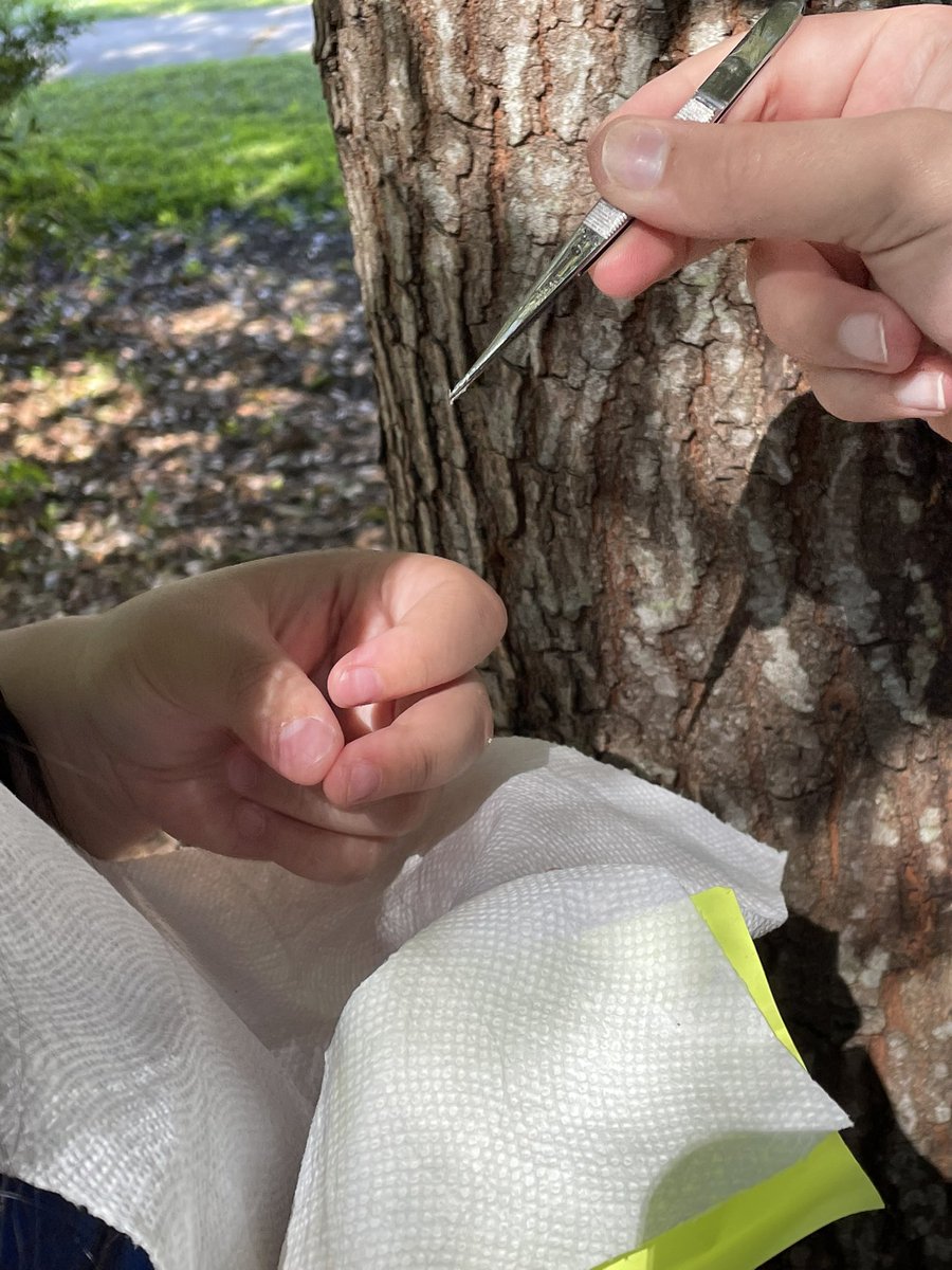 andrewkearns64's tweet photo. (4/4) Tillandisa utriculata substrate study students at @josemartimast also used trees in our #nativearboretum - mahogany and live oak - as substrates by attaching seeds using spray adhesive. ππΏ#mast2122 @FairchildGarden @APadolf @fl_native_plant @DadeFNPS @STEAMDesignated https://t.co/RRfULfAGao