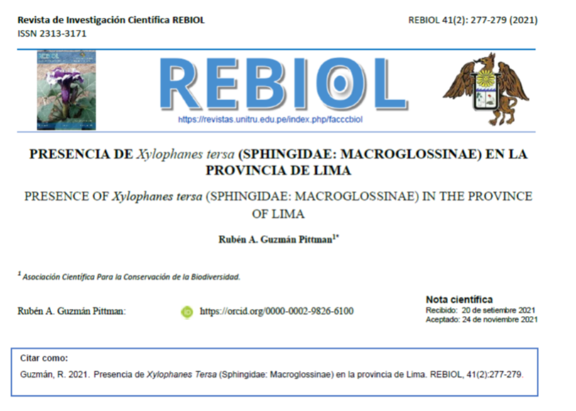 RubenGuzmanP1's tweet photo. NOTA CIENTÍFICA
Presencia de Xylophanes tersa (Sphingidae: Macroglossinae) en la provincia de Lima.

Revista Rebiol
https://t.co/yyaS6z10e4 https://t.co/LOho06uGPp