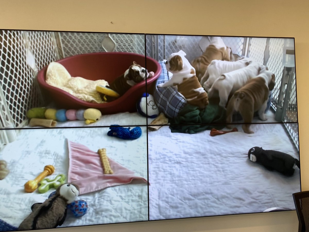 UGAGrady's tweet image. We have transformed the PAF on the second floor into a space to destress and promote relaxation.
▫️Comfort corner with snacks
▫️Puppy videos on the big screen 
▫️Coloring table 
▫️Positive vibes note board

Come check it out!