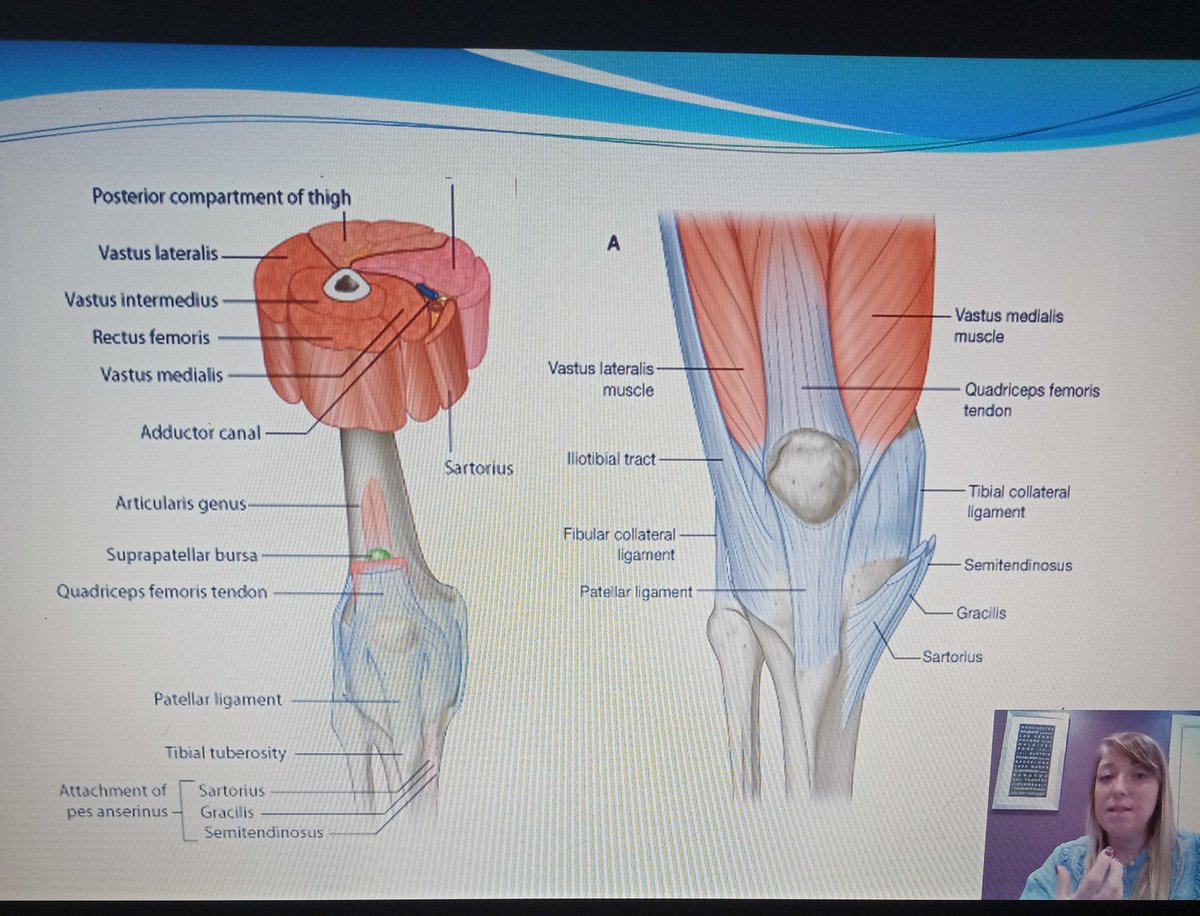 Study day 😀
#anatomy #university #knee #physiotherapy