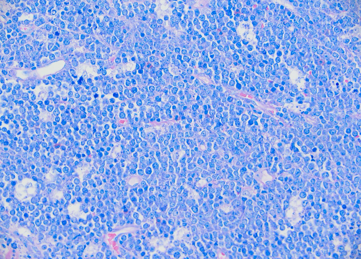 Pathologie_MedUniWien tweet media