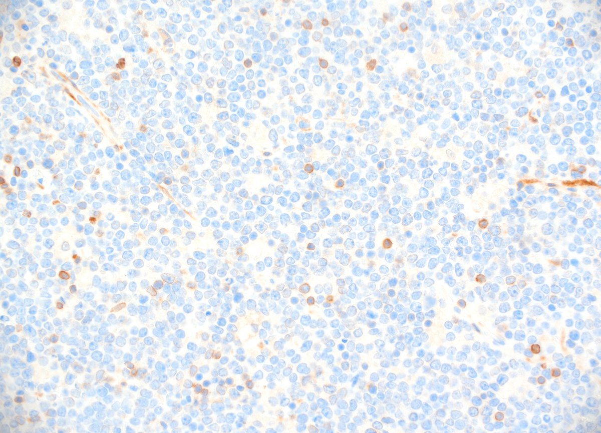 Pathologie_MedUniWien tweet media