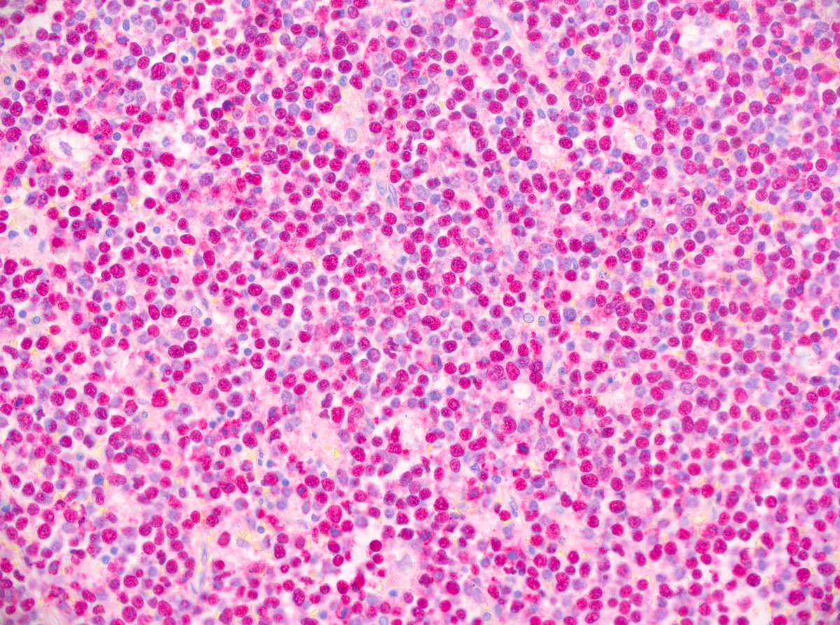 Pathologie_MedUniWien tweet media