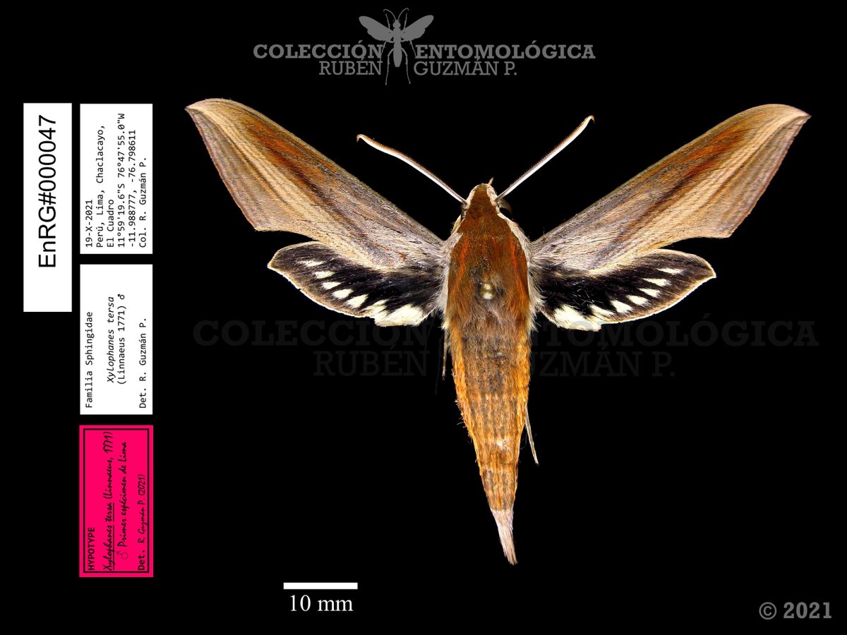 RubenGuzmanP1's tweet photo. NOTA CIENTÍFICA
Presencia de Xylophanes tersa (Sphingidae: Macroglossinae) en la provincia de Lima.

Revista Rebiol
https://t.co/yyaS6z10e4 https://t.co/LOho06uGPp